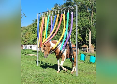 Kuc Lewitzer, Klacz, 5 lat, 148 cm, Srokata