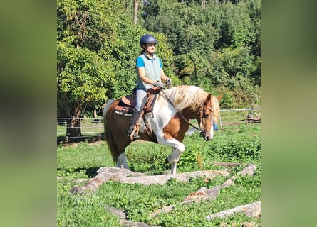 Kuc Lewitzer, Klacz, 5 lat, 148 cm, Srokata
