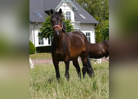 Kuc Lewitzer, Wałach, 17 lat, 135 cm, Gniada