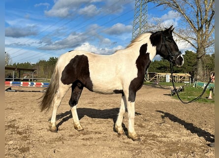 Kuc Lewitzer, Wałach, 4 lat, 147 cm, Srokata