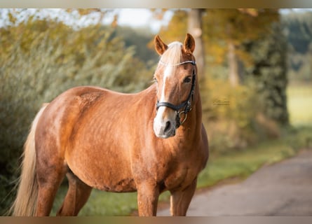 Kuc New Forest, Klacz, 18 lat, 148 cm, Kasztanowata
