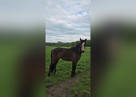 Kuc New Forest, Klacz, 2 lat, Gniada