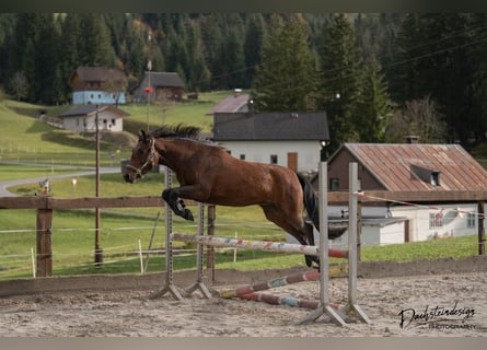 Kuc New Forest, Klacz, 3 lat, 148 cm, Gniada