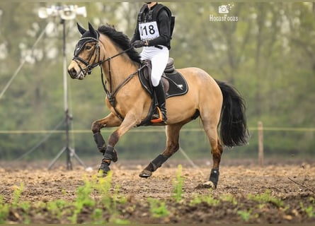 Kuc New Forest, Klacz, 6 lat, 144 cm, Bułana