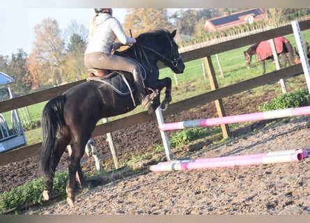 Kuc New Forest, Klacz, 7 lat, 138 cm, Kara