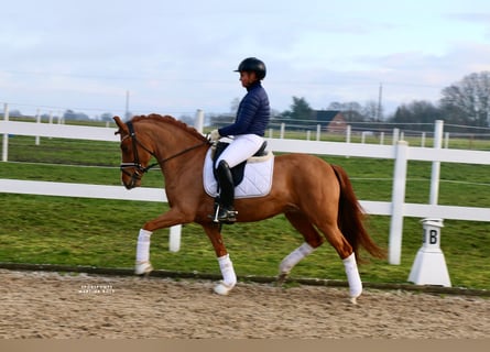 Kuc New Forest, Klacz, 8 lat, 147 cm, Kasztanowata