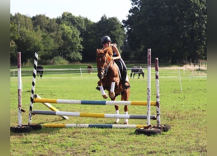 Kuc New Forest, Wałach, 5 lat, 154 cm, Ciemnokasztanowata