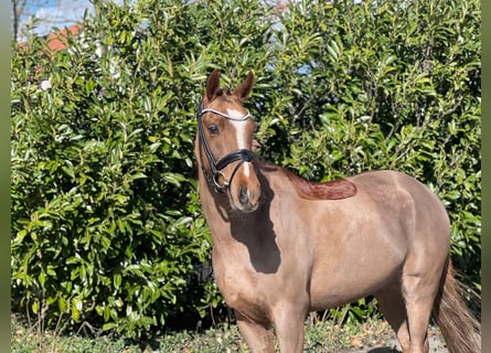 Kuc New Forest, Wałach, 13 lat, 146 cm, Kasztanowata