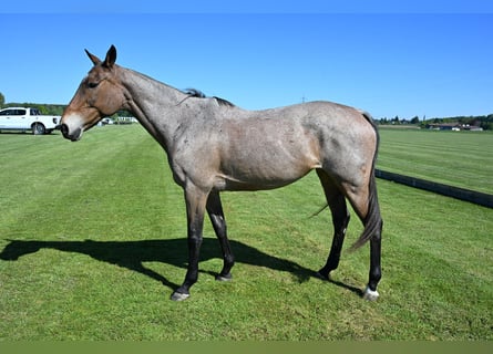 Kuc polo, Klacz, 14 lat, 156 cm, Kasztanowatodereszowata