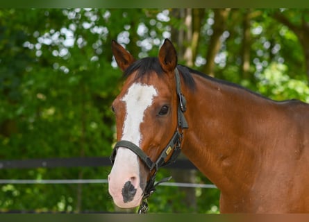 Kuc polo, Klacz, 17 lat, 149 cm