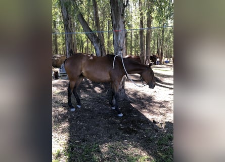 Kuc polo, Klacz, 6 lat, 154 cm, Gniada