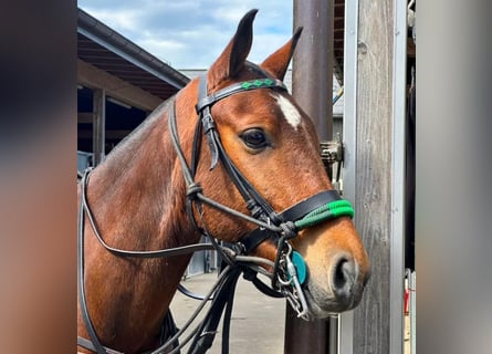 Kuc polo, Wałach, 7 lat, 152 cm, Gniada