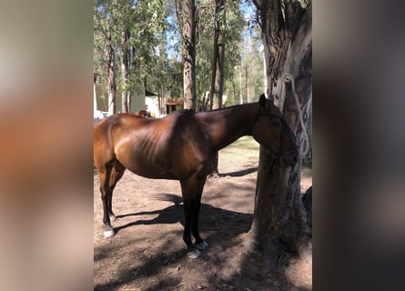 Kuc polo, Wałach, 6 lat, 153 cm, Gniada