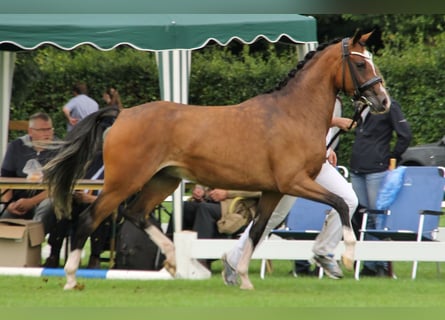 Kuc walijski partbred, Klacz, 11 lat, 147 cm, Gniada