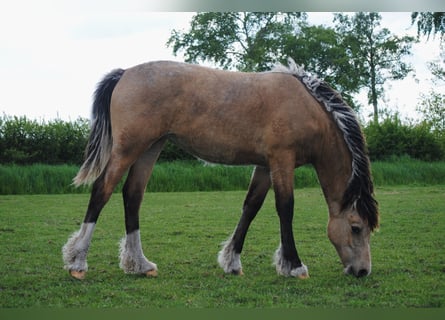 Kuc walijski partbred Mix, Klacz, 1 Rok, 160 cm, Bułana
