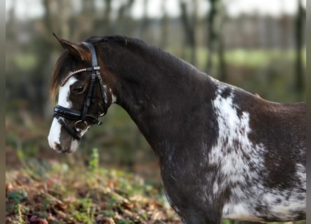 Kuc walijski partbred, Klacz, 3 lat, 126 cm, Sabino