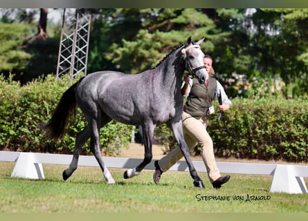 Kuc walijski partbred, Klacz, 4 lat, 145 cm, Siwa