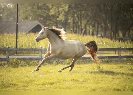 Kuc walijski partbred, Klacz, 8 lat, 140 cm, Szampańska