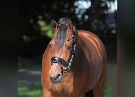 Kuc walijski partbred, Klacz, 9 lat, 153 cm, Gniada