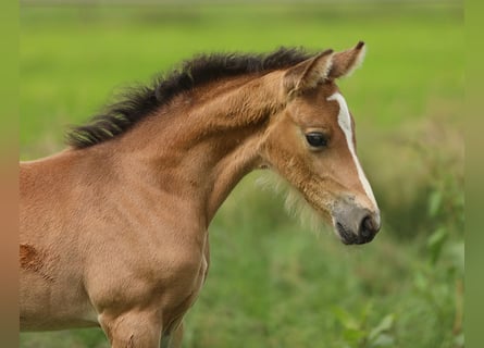 Kuc walijski partbred, Klacz, Źrebak (05/2026), 138 cm, Jelenia
