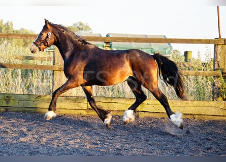 Kuc walijski partbred, Wałach, 2 lat, 150 cm, Skarogniada