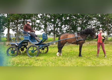 Kuc walijski partbred, Wałach, 5 lat, 138 cm, Gniada