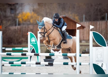 Kuc walijski partbred, Wałach, 10 lat, 149 cm, Izabelowata