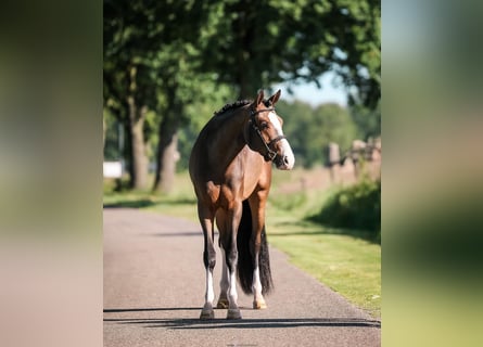 Kuc walijski partbred, Wałach, 3 lat, 150 cm, Ciemnogniada