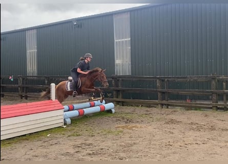 Kuc walijski partbred, Wałach, 6 lat, 146 cm, Ciemnokasztanowata