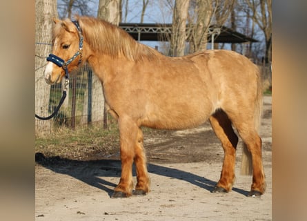 Kuc walijski partbred, Wałach, 9 lat, 130 cm, Ciemnokasztanowata