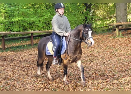 Kuc walijski sekcji A, Klacz, 10 lat, 125 cm, Ciemnogniada