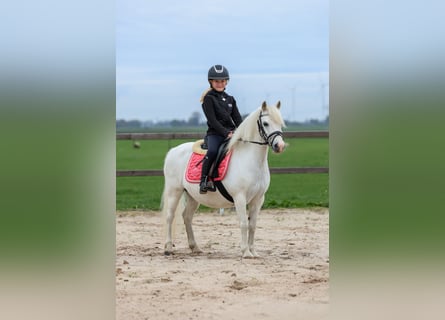 Kuc walijski sekcji A, Klacz, 11 lat, 116 cm