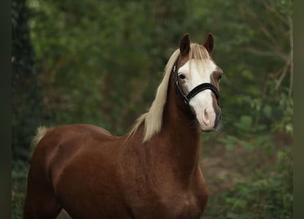 Kuc walijski sekcji A, Klacz, 13 lat, 125 cm, Kasztanowata
