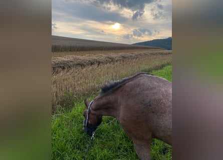 Kuc walijski sekcji A, Klacz, 23 lat, 120 cm, Gniada