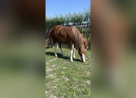 Kuc walijski sekcji A, Klacz, 2 lat, 115 cm, Kasztanowata