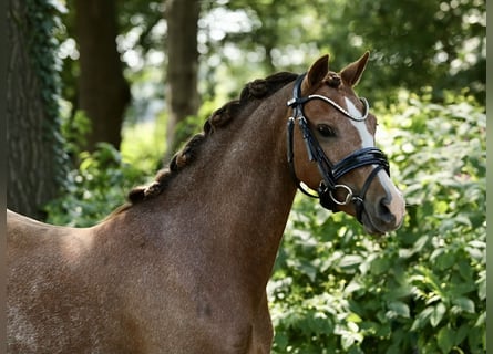 Kuc walijski sekcji A, Klacz, 3 lat, 125 cm, Kasztanowata