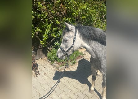 Kuc walijski sekcji A, Klacz, 4 lat, 119 cm, Siwa