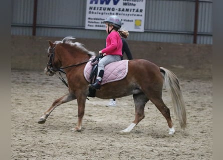 Kuc walijski sekcji A, Klacz, 4 lat, 121 cm, Ciemnokasztanowata