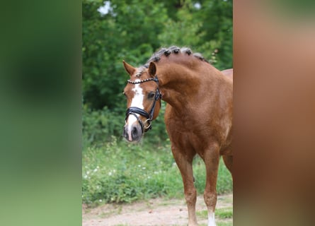 Kuc walijski sekcji A, Klacz, 5 lat, 133 cm, Kasztanowata