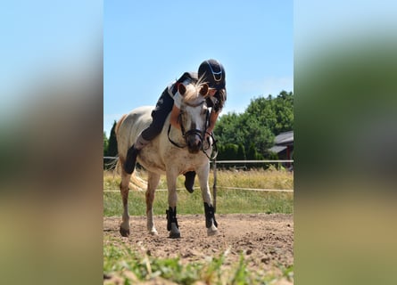 Kuc walijski sekcji A, Klacz, 6 lat, 117 cm, Tarantowata