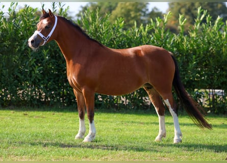 Kuc walijski sekcji A, Klacz, 6 lat, 120 cm, Gniada