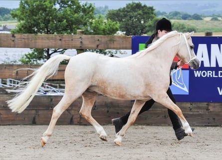 Kuc walijski sekcji A, Klacz, 7 lat, 122 cm, Izabelowata