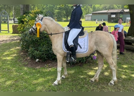 Kuc walijski sekcji A, Klacz, 7 lat, 123 cm, Izabelowata
