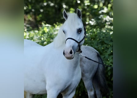 Kuc walijski sekcji A, Klacz, 8 lat, 118 cm, Siwa