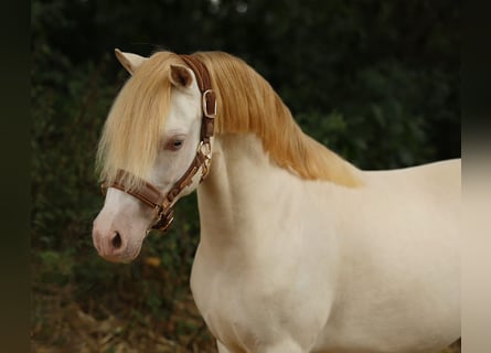 Kuc walijski sekcji A, Klacz, 9 lat, 117 cm, Perlino