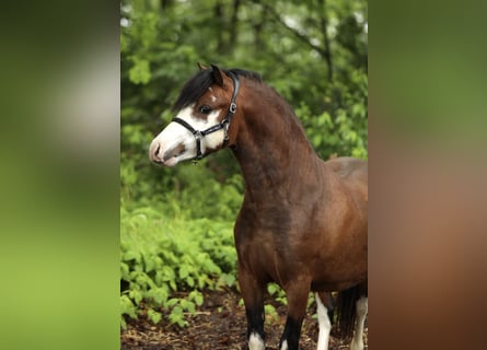 Kuc walijski sekcji A, Ogier, 2 lat, 117 cm, Gniada
