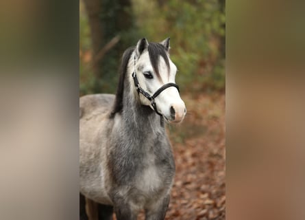 Kuc walijski sekcji A, Wałach, 3 lat, 118 cm, Siwa