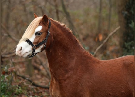 Kuc walijski sekcji A, Wałach, 4 lat, 119 cm, Kasztanowata