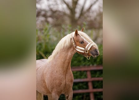 Kuc walijski sekcji A, Wałach, 4 lat, 125 cm, Kasztanowatodereszowata
