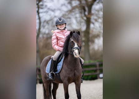 Kuc walijski sekcji A, Wałach, 5 lat, 117 cm, Skarogniada